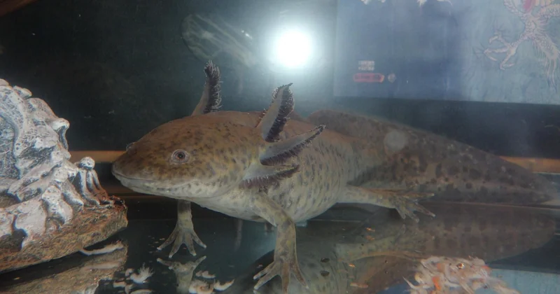 Peut-on apprivoiser un axolotl, ou faut-il ruser ?