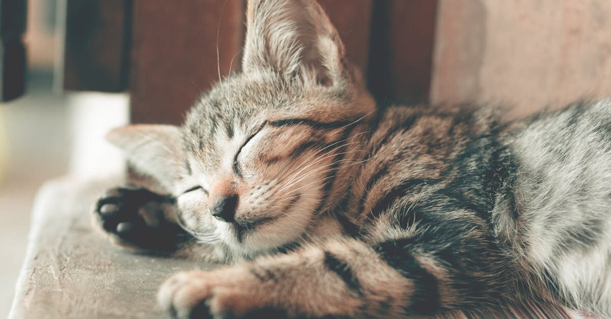 Rituels de sommeil : comment améliorer votre qualité de repos