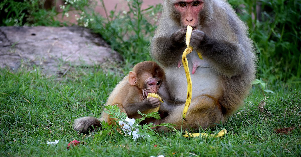 découvrez des conseils essentiels sur la nutrition des bébés pour assurer leur développement sain et équilibré. apprenez à choisir les meilleurs aliments, les bonnes pratique d'introduction des solides et les astuces pour une alimentation variée.