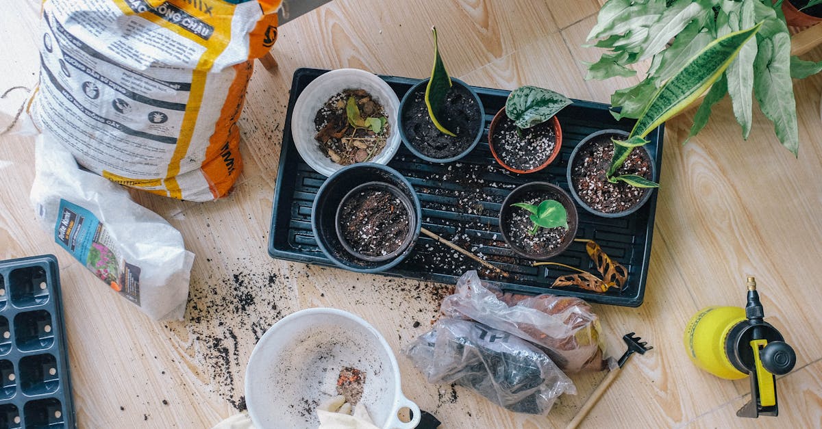 découvrez notre nursery, un espace chaleureux et sécurisé pour le développement et l'épanouissement de votre enfant. offrant une variété d'activités éducatives et ludiques, notre équipe dévouée veille à ce que chaque petit soit choyé et entouré d'amour. rejoignez-nous pour une expérience enrichissante pour les tout-petits !