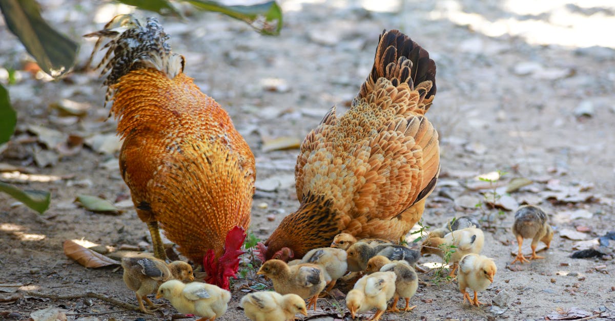 découvrez notre gamme de nourriture biologique pour bébés, préparée avec des ingrédients naturels et nutritifs pour garantir le meilleur départ dans la vie de votre enfant. offrez à votre petit une alimentation saine et savoureuse avec nos produits spécialement conçus pour leur croissance et leur développement.