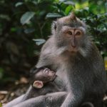 découvrez les bienfaits de l'allaitement pour la mère et l'enfant, ainsi que des conseils pratiques pour une expérience d'allaitement réussie et épanouissante.