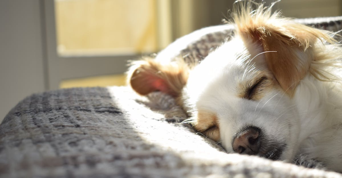 découvrez l'importance du sommeil pour votre bien-être. apprenez des conseils pratiques pour améliorer la qualité de votre sommeil et profiter d'un repos réparateur chaque nuit.