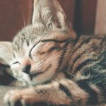 découvrez l'art des rituels de sommeil : astuces et conseils pour instaurer une routine apaisante, améliorer la qualité de votre repos et vous réveiller chaque matin en pleine forme.