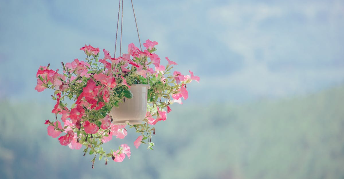 découvrez la beauté fascinante de la nature : paysages époustouflants, faune et flore exceptionnelles, conseils pour profiter et protéger l'environnement au quotidien.